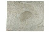 Green Brachiopod (Orthotetes?) Fossil - Kentucky #189496-1